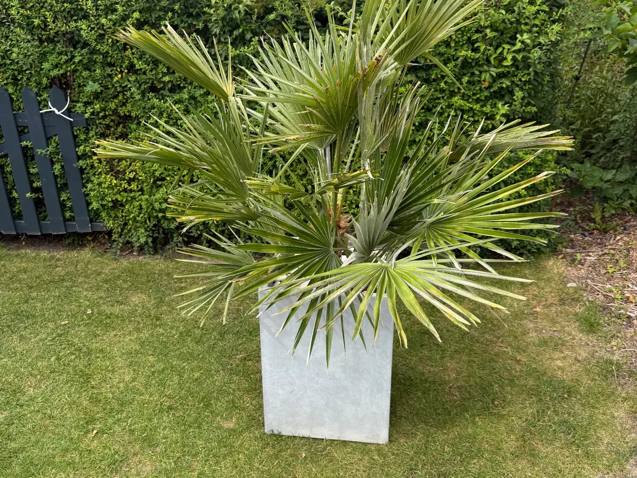 Billede 4 - Europæisk Dværgpalme - Chamaerops humilis