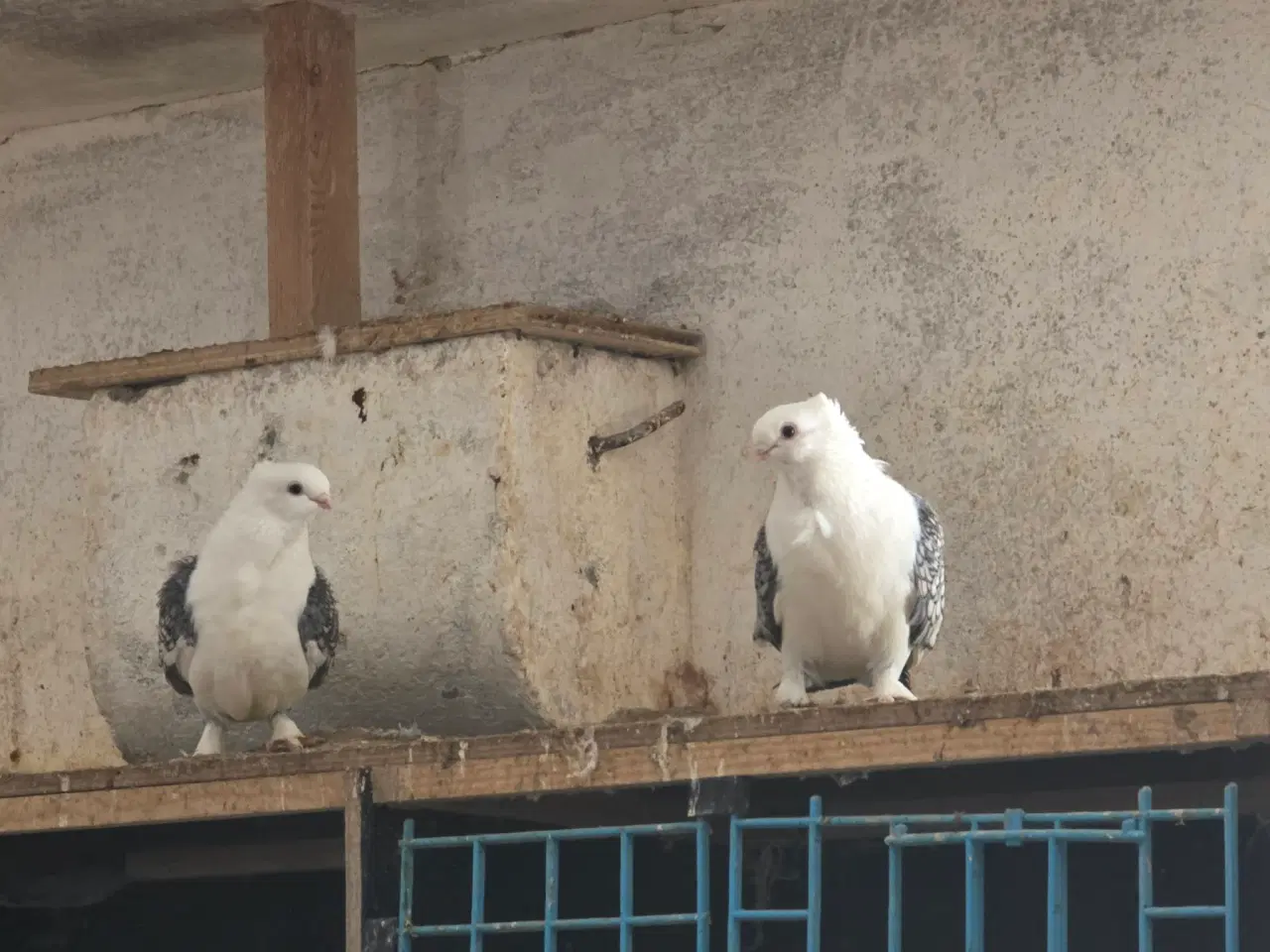 Billede 4 - Blandede duer