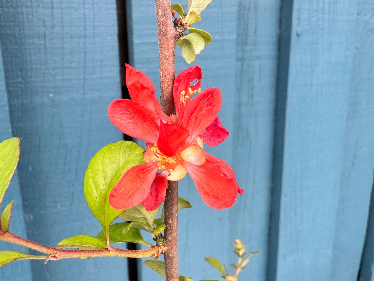 Billede 2 - Japankvæde (Chaenomeles japonica)