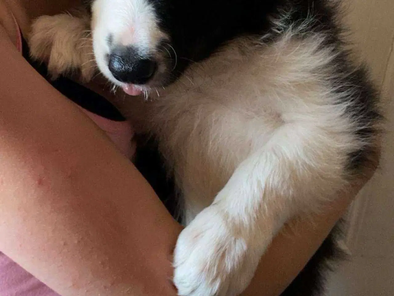 Billede 3 - Border collie hvalpe med stamtavle og gode linjer