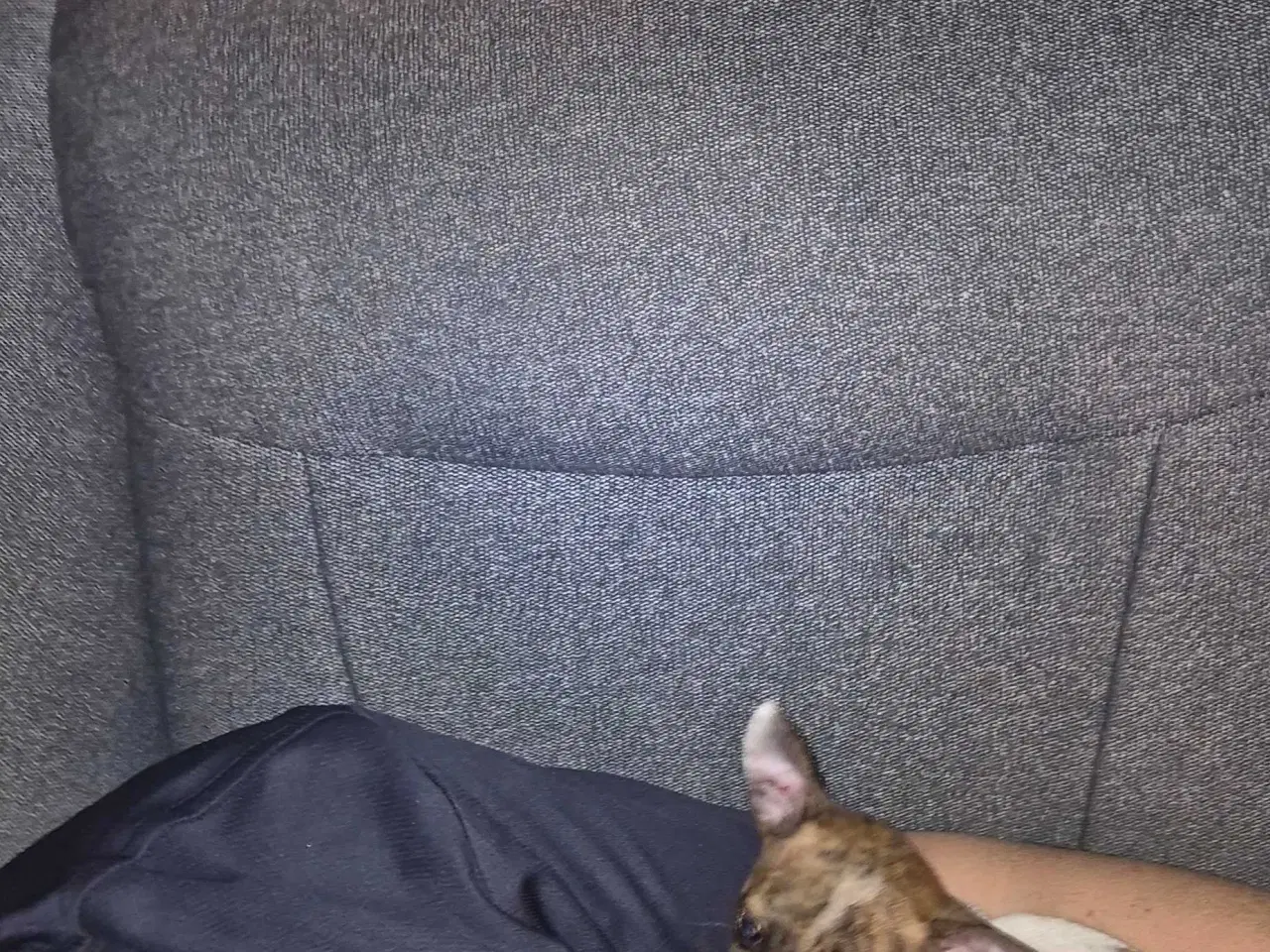 Billede 4 - Små chihuahua