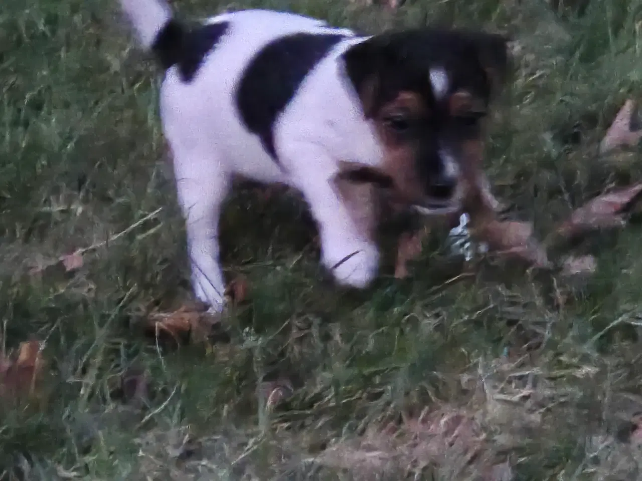 Billede 3 - Jack Russel hvalp
