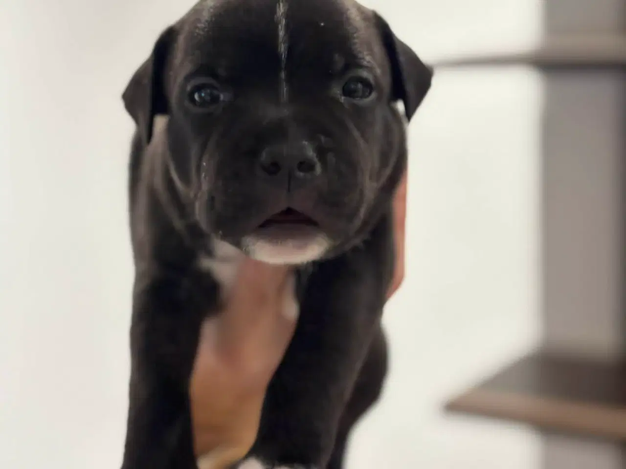 Billede 7 - Staffordshire Bull Terrier Hvalpe