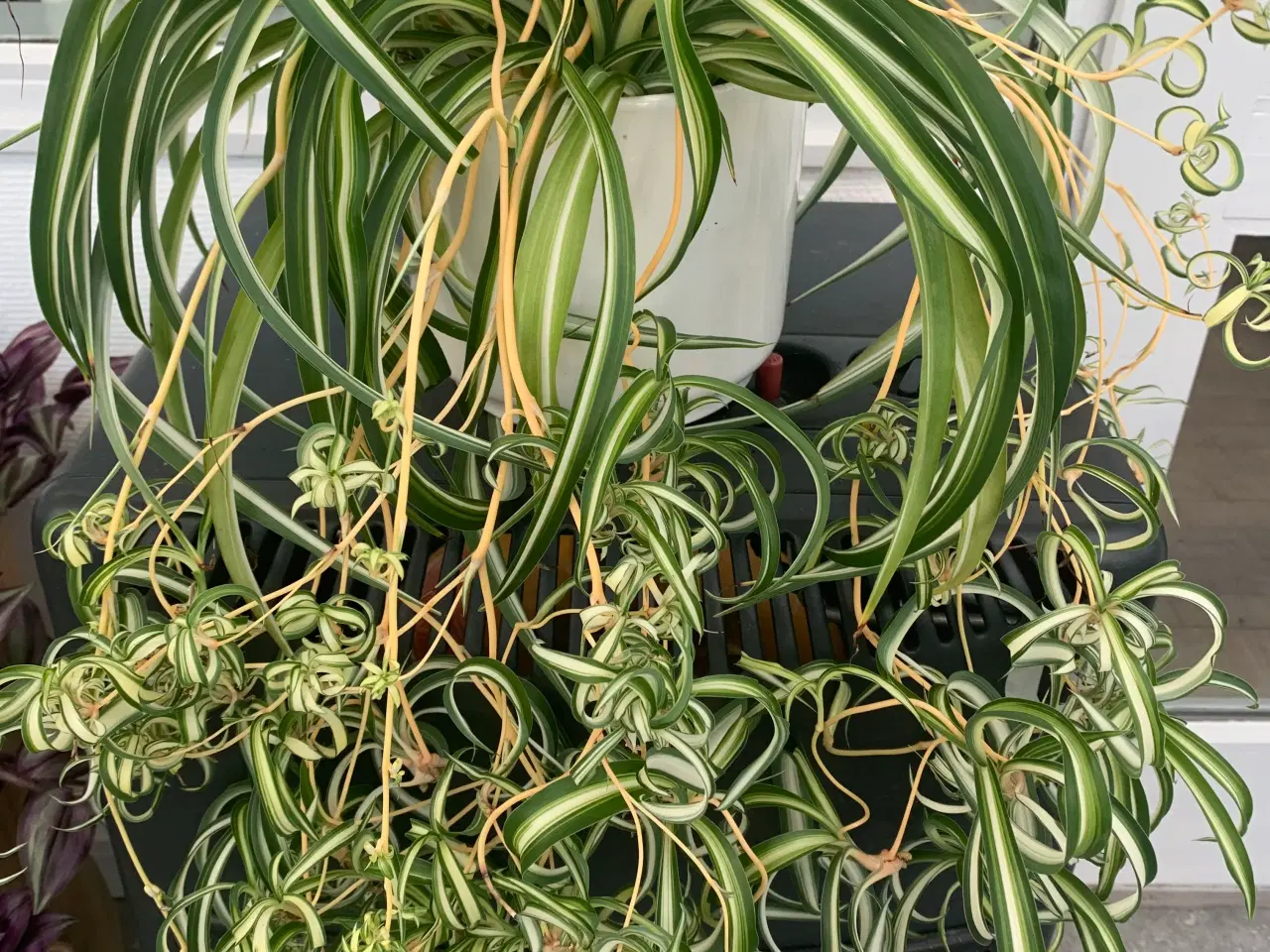 Billede 1 - Stor flot Clorophytum ( væddeløber)