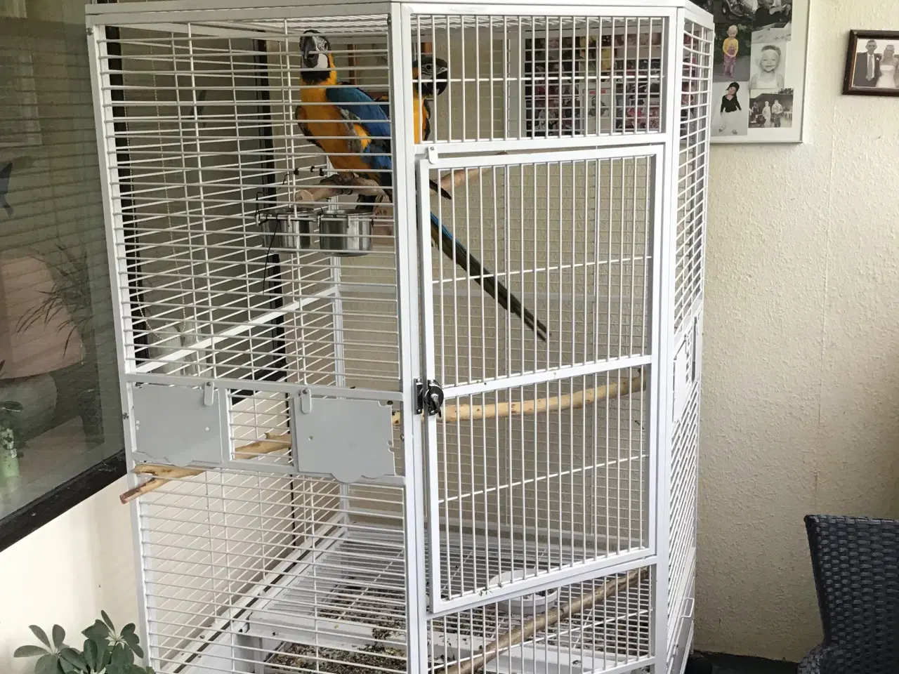 Billede 12 - Ara papegøje gul og blå