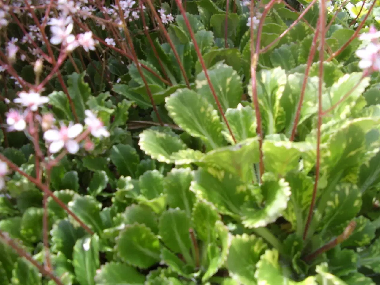 Billede 1 - saxifraga urbiumi 