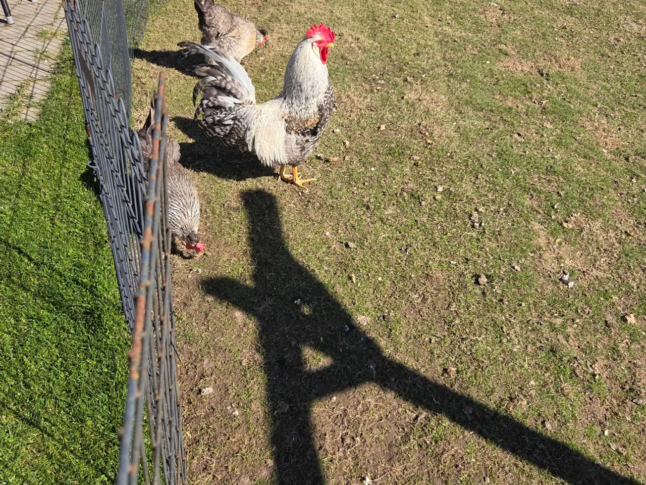 Billede 2 - Creme legbar hane ren race 