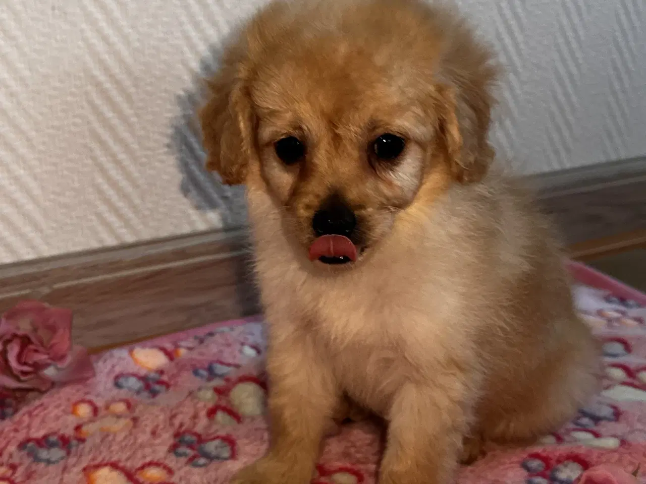 Billede 2 - Cavapoo F2B 