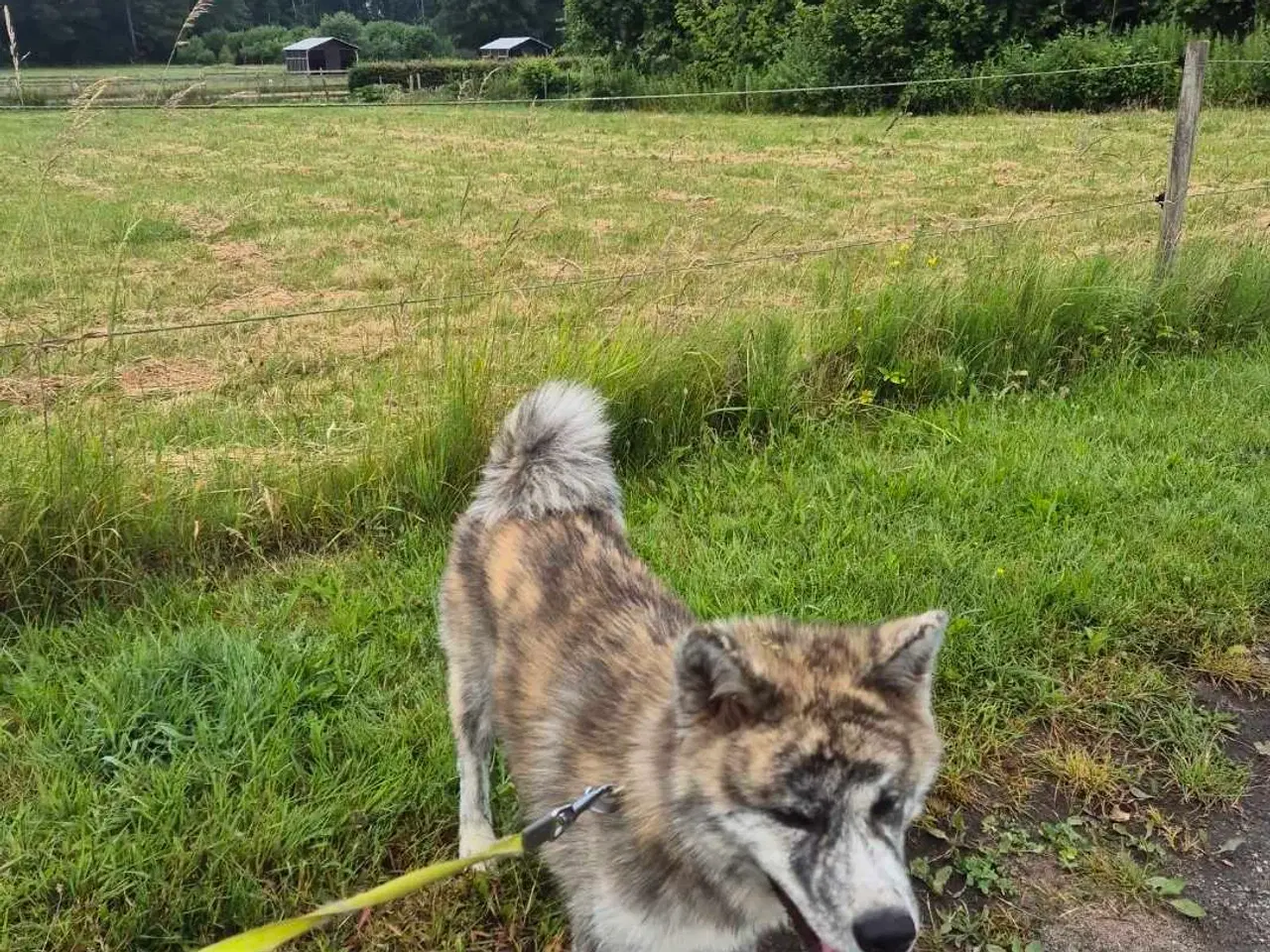 Billede 1 - Japansk akita 