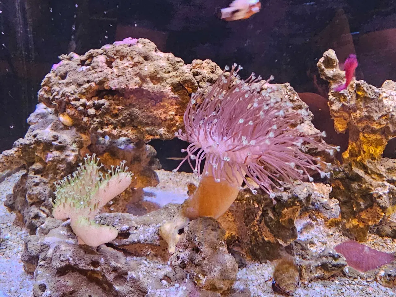 Billede 11 - Red Sea AIO 75 liter saltvandsakvarie