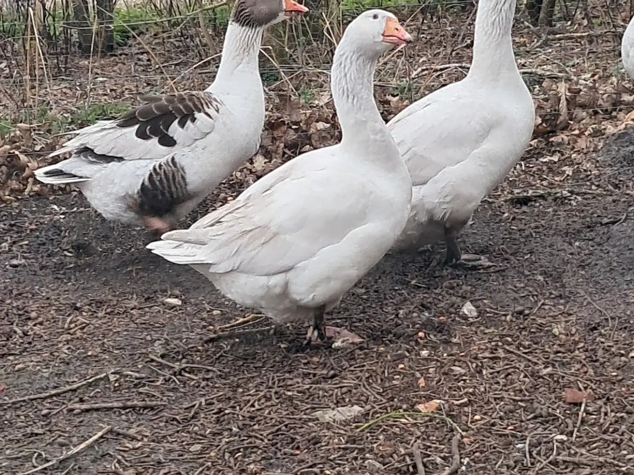 Billede 1 - 2 Emden gæs + gase