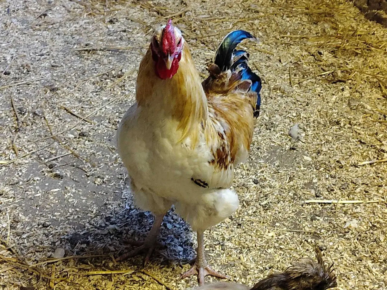 Billede 3 - 4 dejlige haner