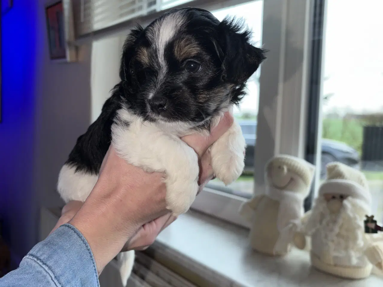 Billede 5 - Blandingsrace hundehvalp