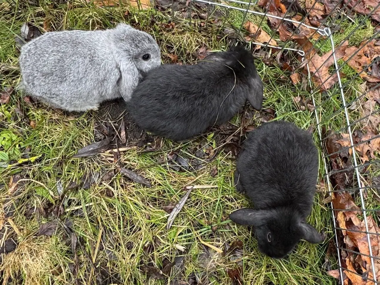 Billede 12 - Han Dværgvædder unger sælges - klar nu 
