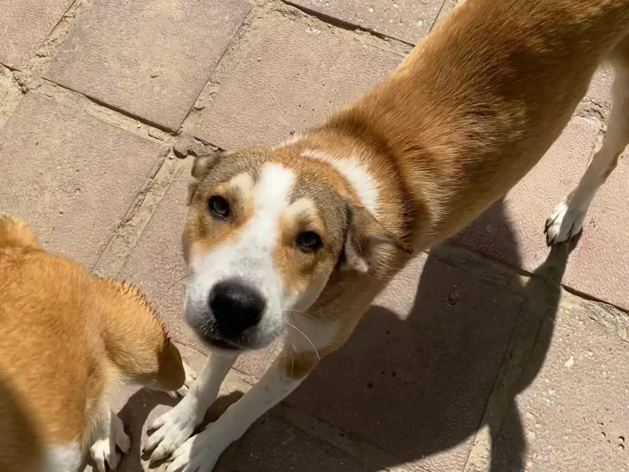 Billede 7 - Vaschik søger sin hel egen familie ❤️