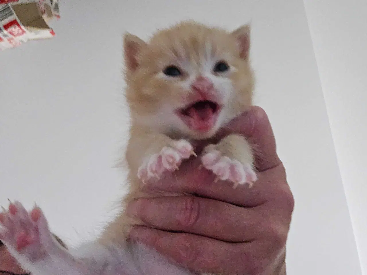 Billede 2 - Killinger main coon blanding