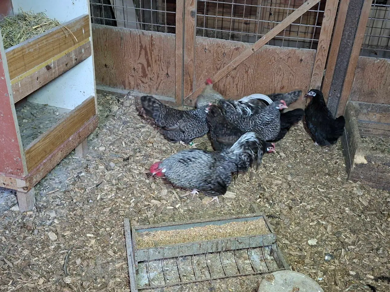 Billede 1 - Høns