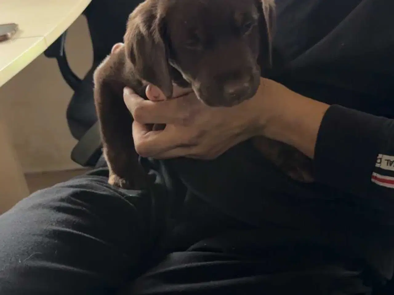 Billede 1 - 2 hundehvalpe 