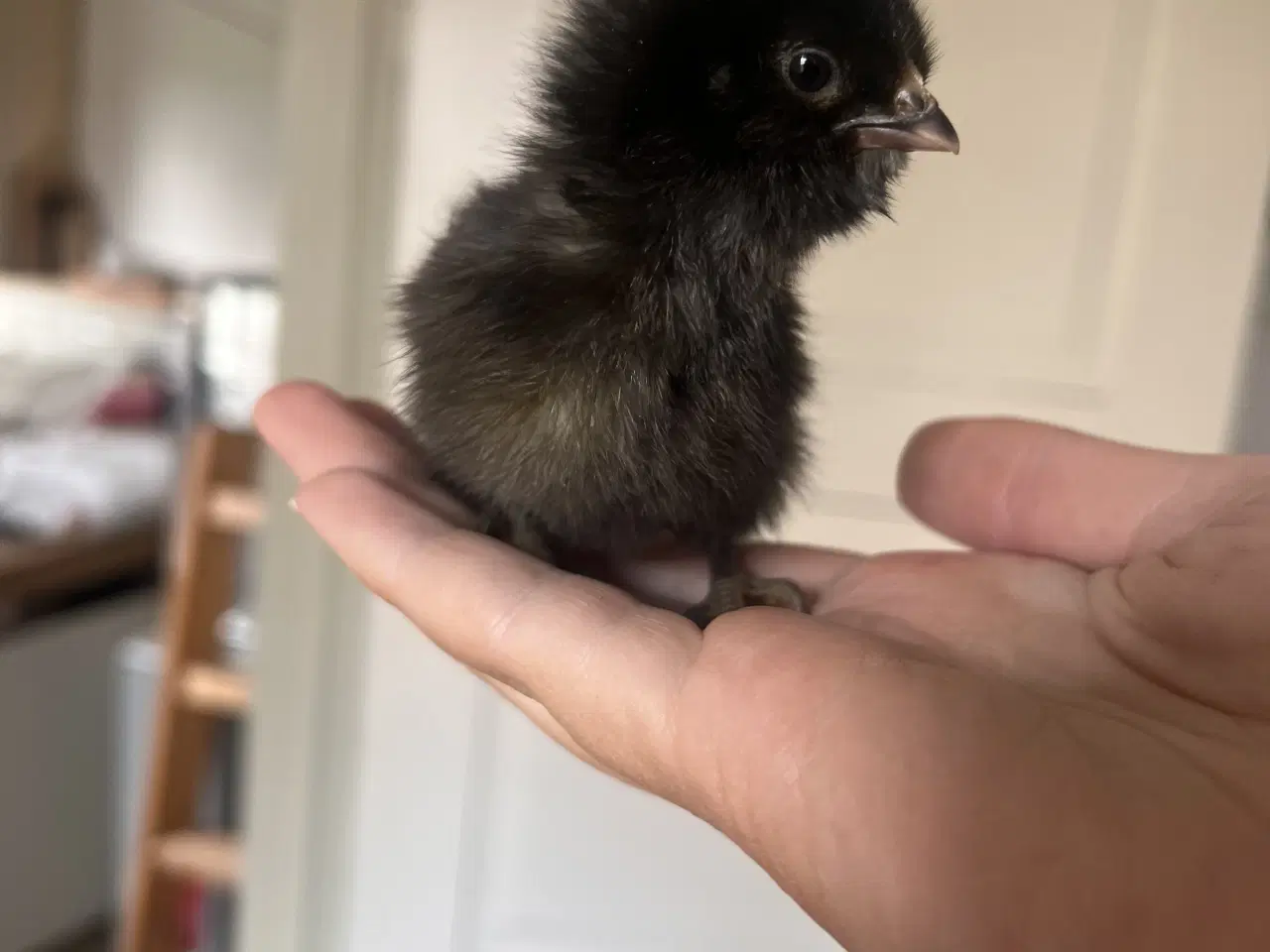Billede 2 - Søde små kyllinger 