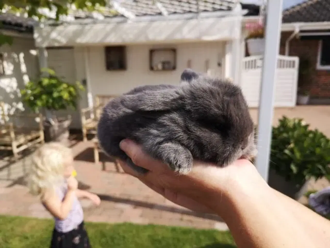 Billede 5 - Kaniner Mini lops 