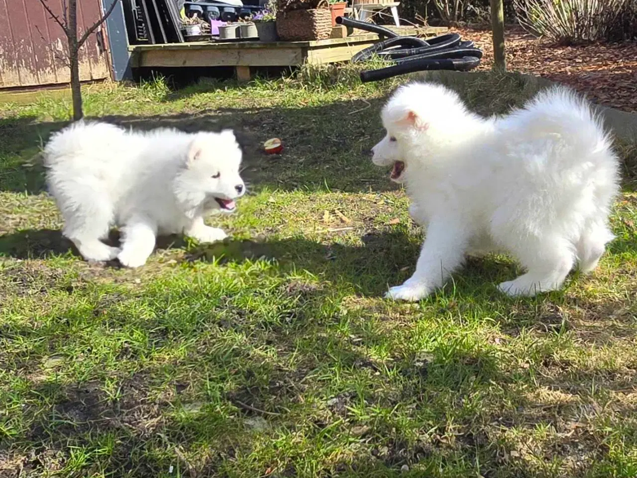 Billede 3 - Samojede hvalpe