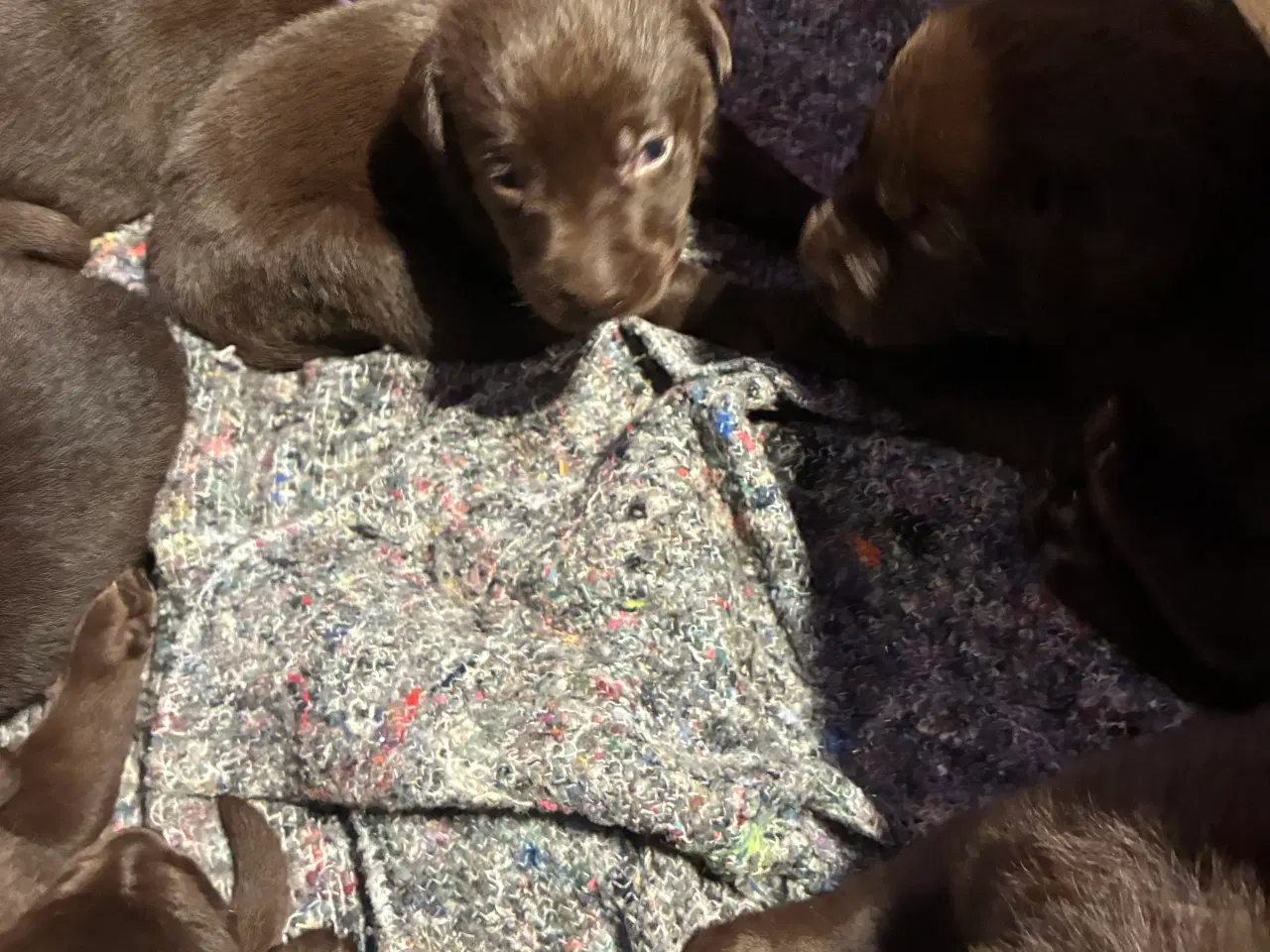 Billede 4 - Labrador hvalpe