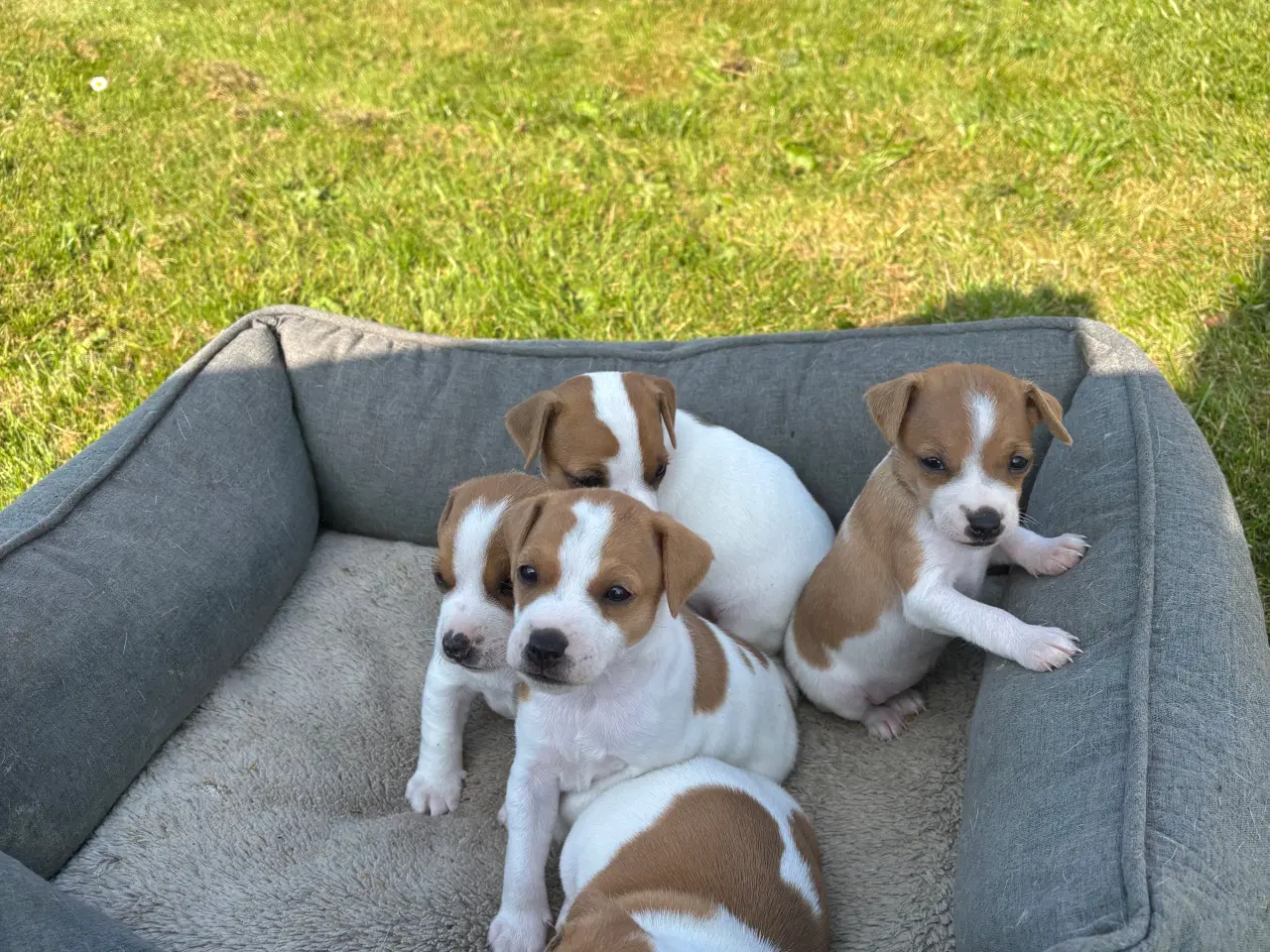 Billede 2 - Hundehvalpe