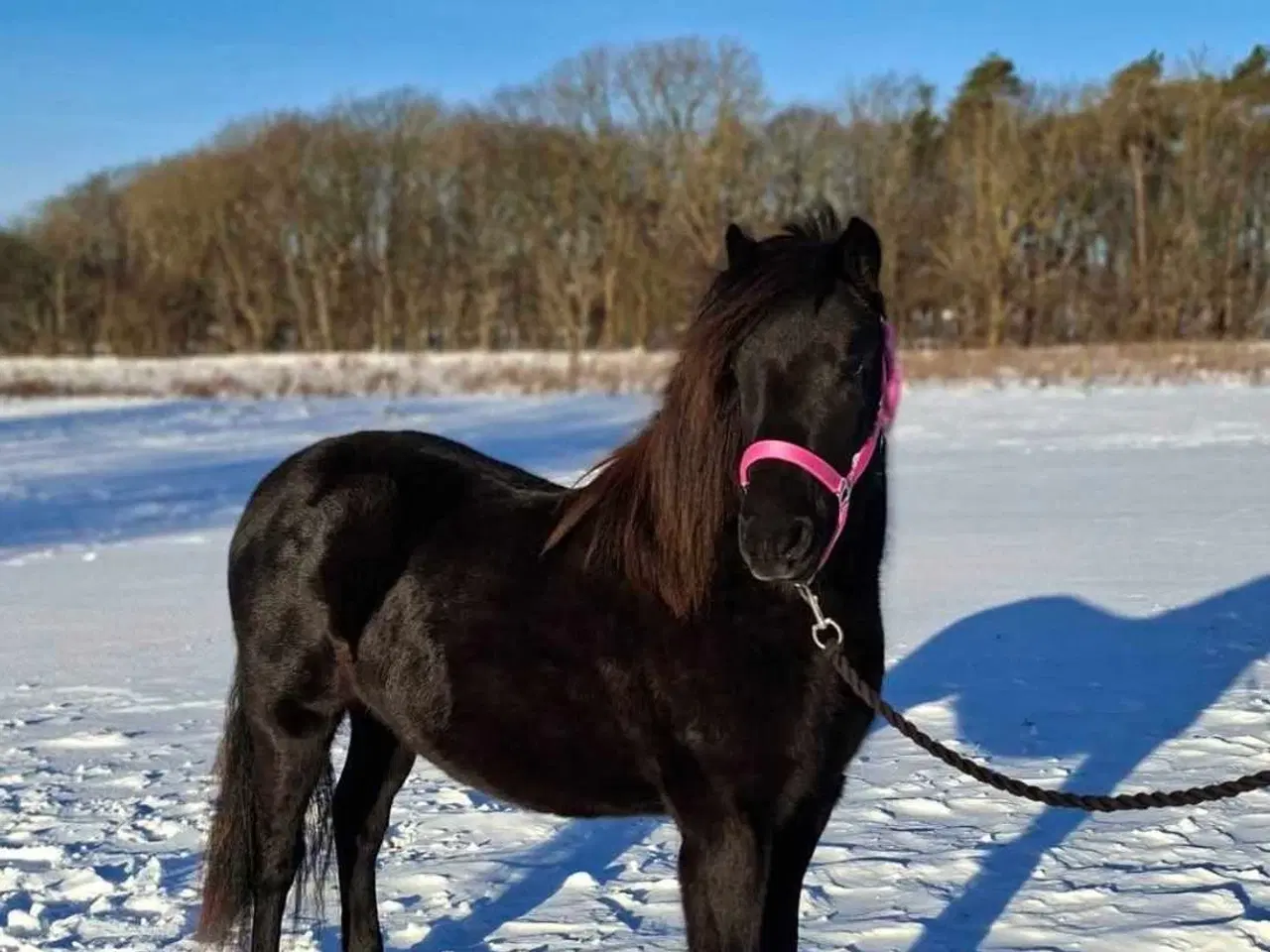 Billede 2 -  Dartmoor, Skuets Bedste Fritidshest!