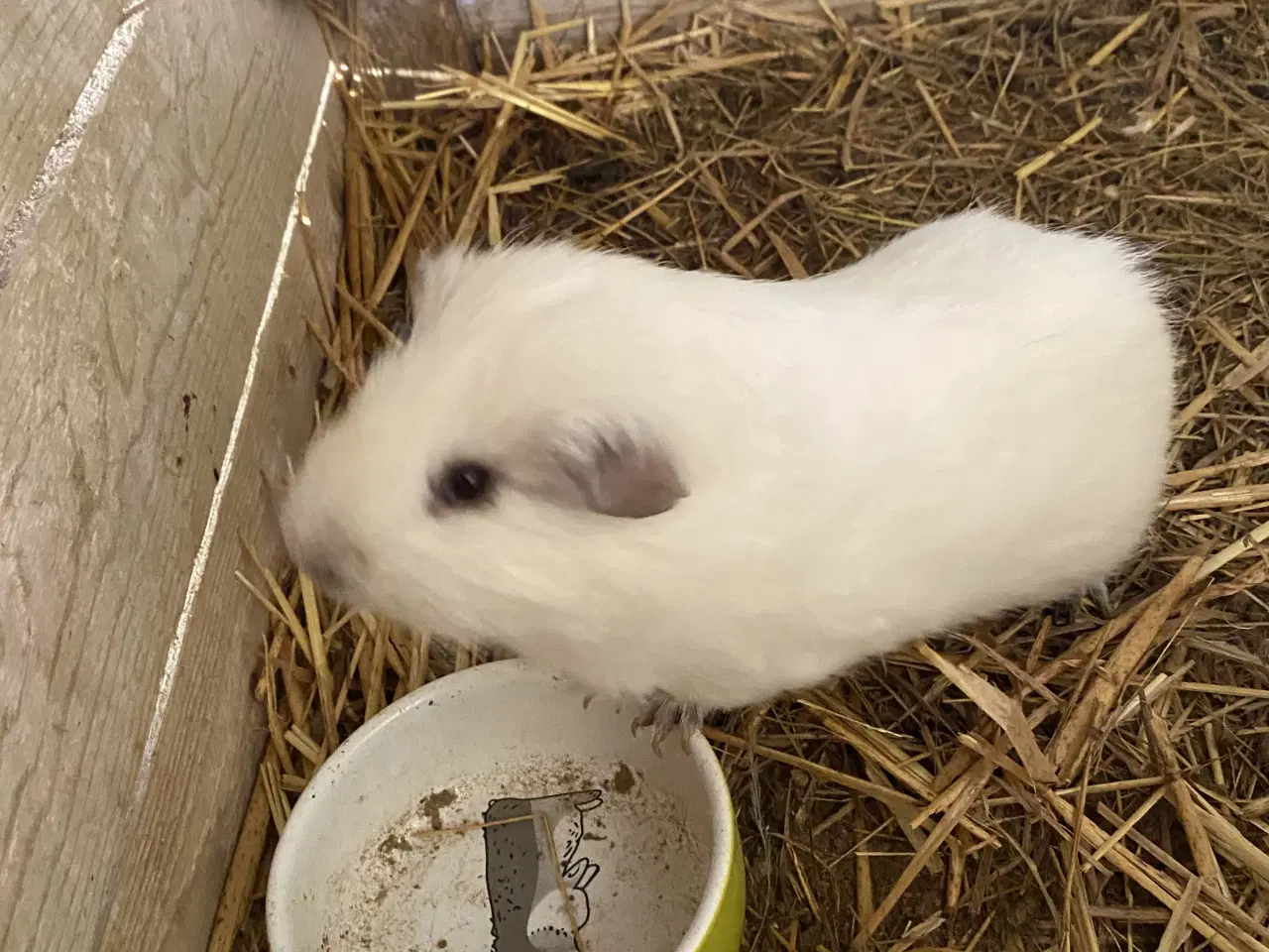 Billede 1 - Han marsvin sælges