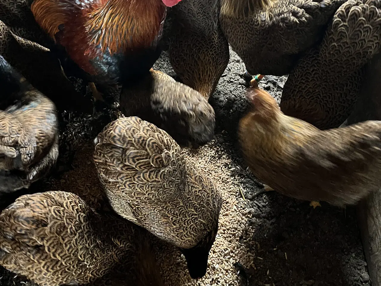 Billede 3 - Dværg Wyandotter 