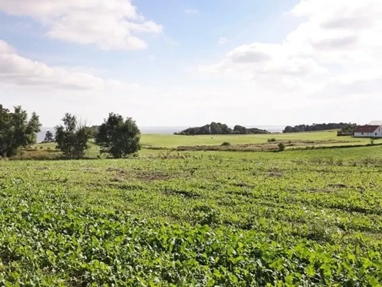 Billede 4 - Det store sommerhus Dingle ved Limfjorden, 41 sengepladser - perfekt til familiekomsammener gruppearbejde og ferie