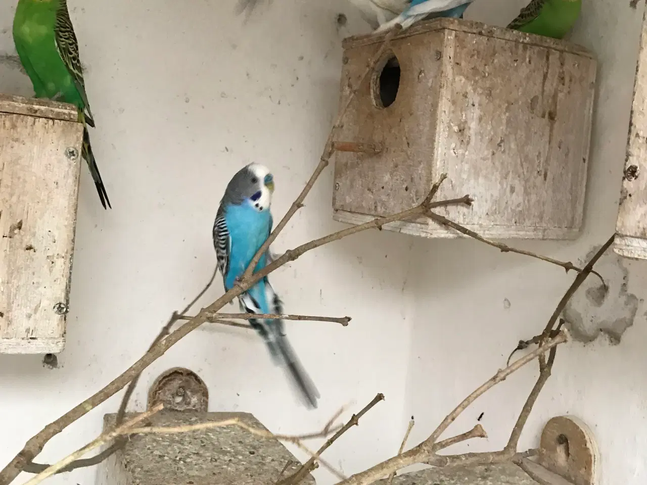 Billede 2 - Undulatunger samt yngleklare voksne