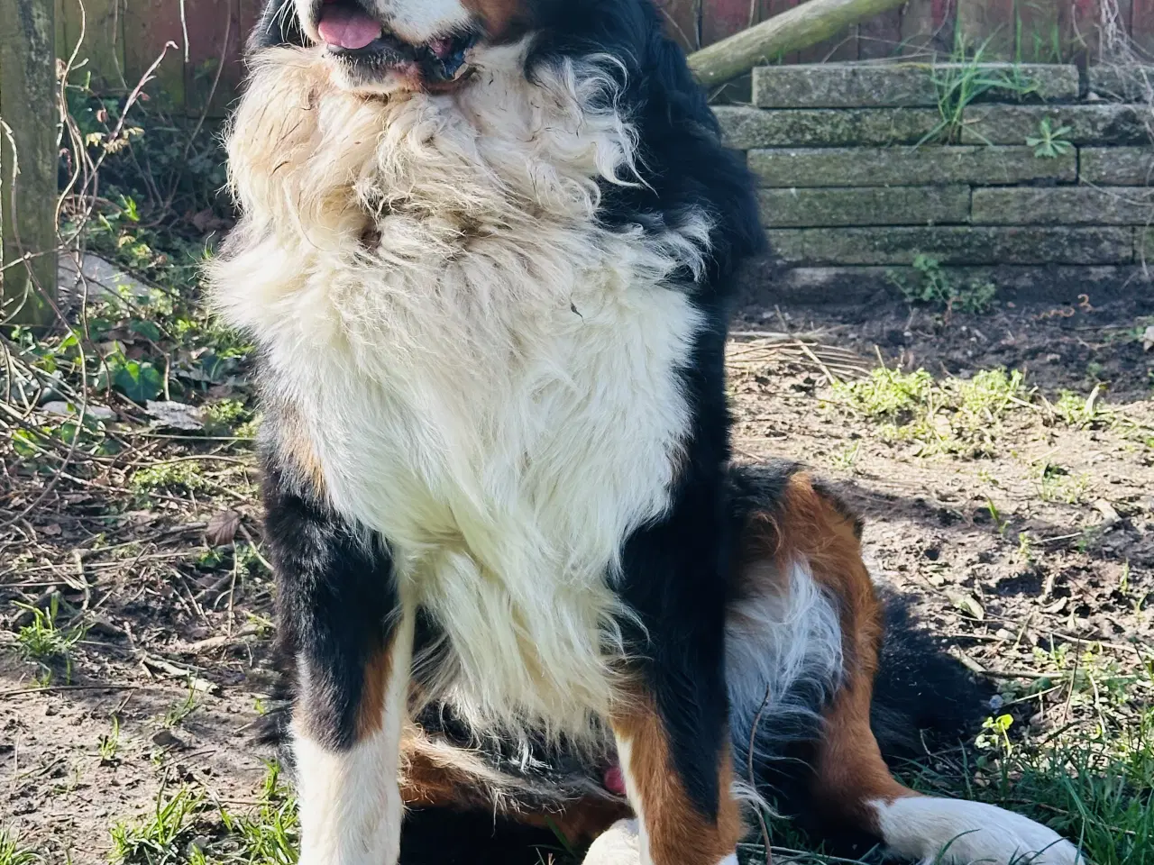 Billede 5 - Berner Sennen & Labrador - Bedækning tilbydes
