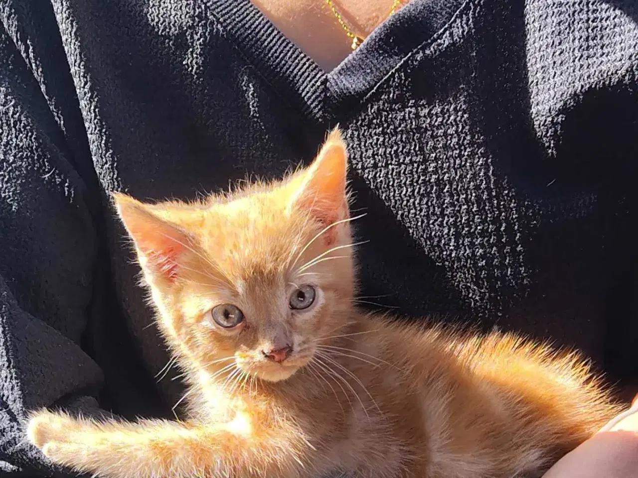 Billede 1 - 3 Hunkillinger af Maine coon bla.