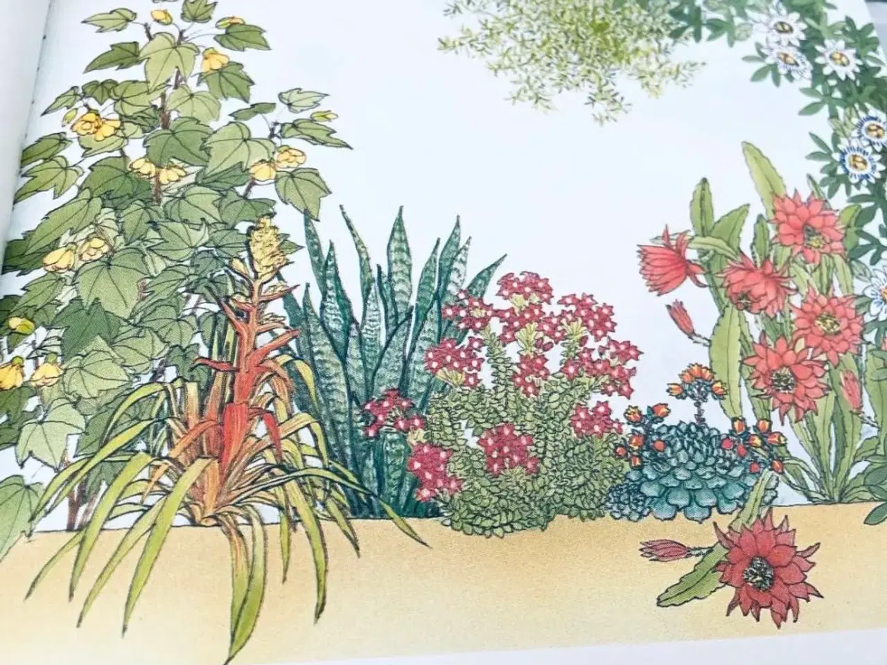 Billede 2 - Stueplanter bo bedre 
