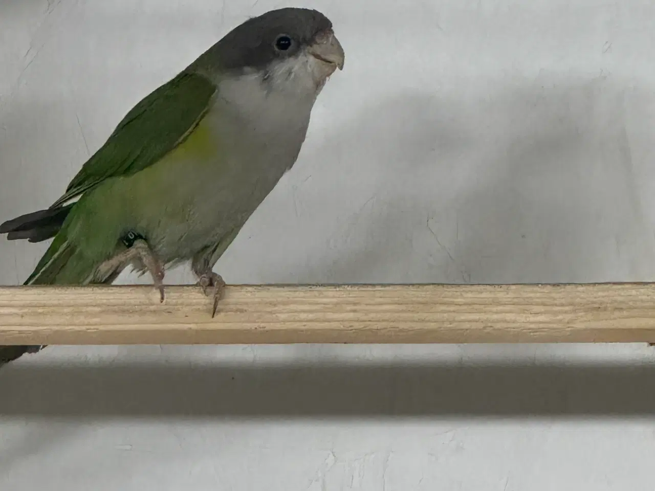 Billede 2 - Aymara Parakitter