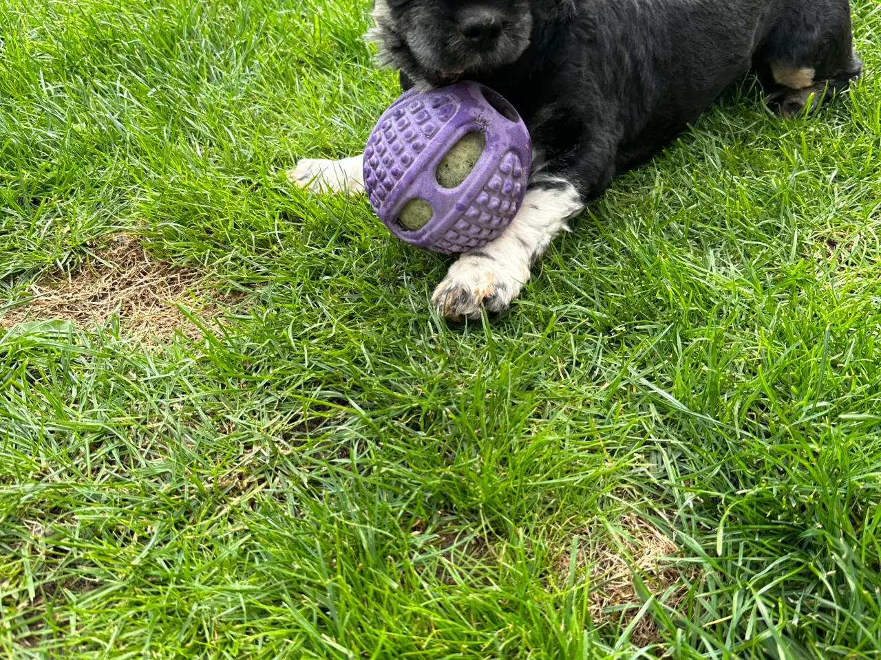 Billede 13 - lhasa apso/shih tzu