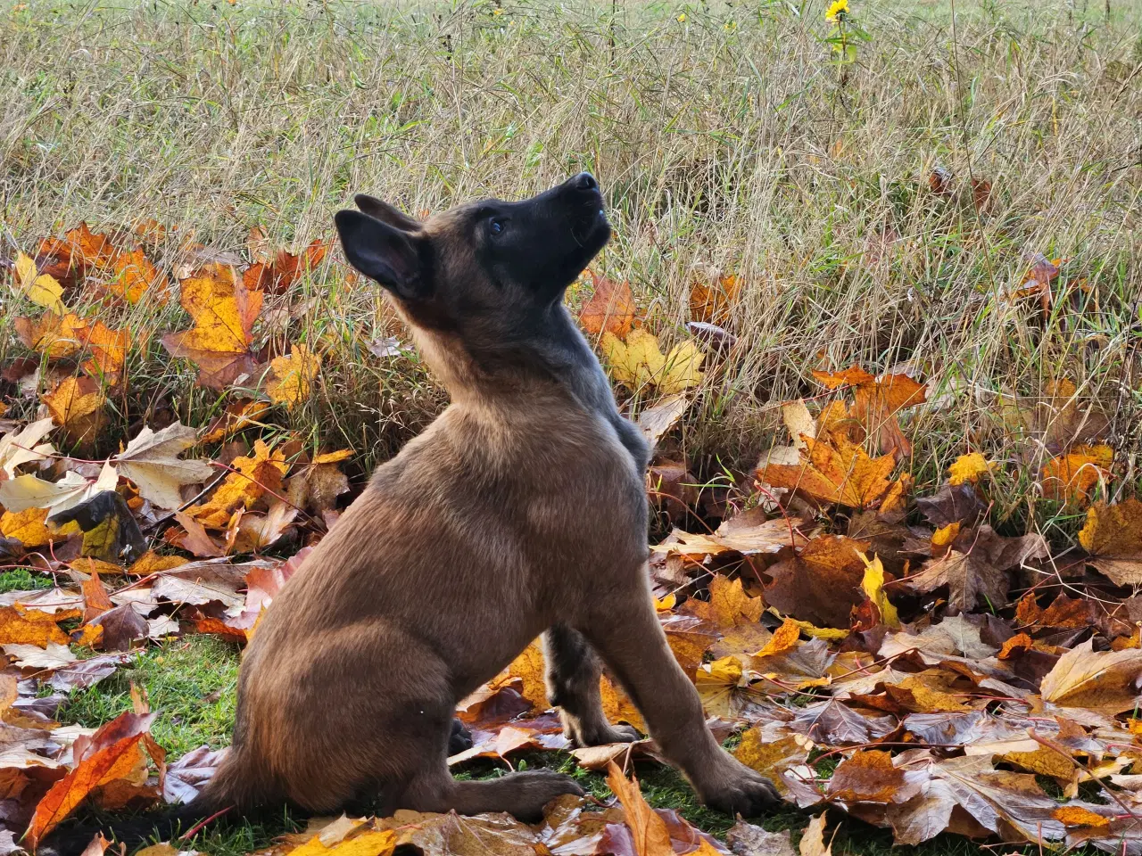 Billede 6 - Belgisk Malinois hvalpe til salg 