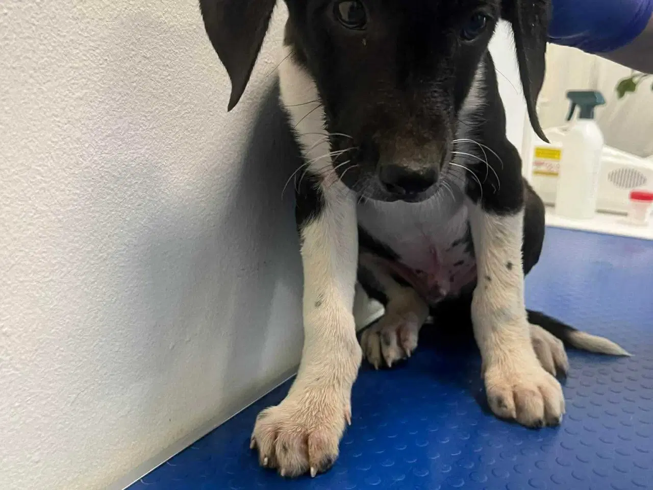 Billede 3 - Skønne Kobie søger familie