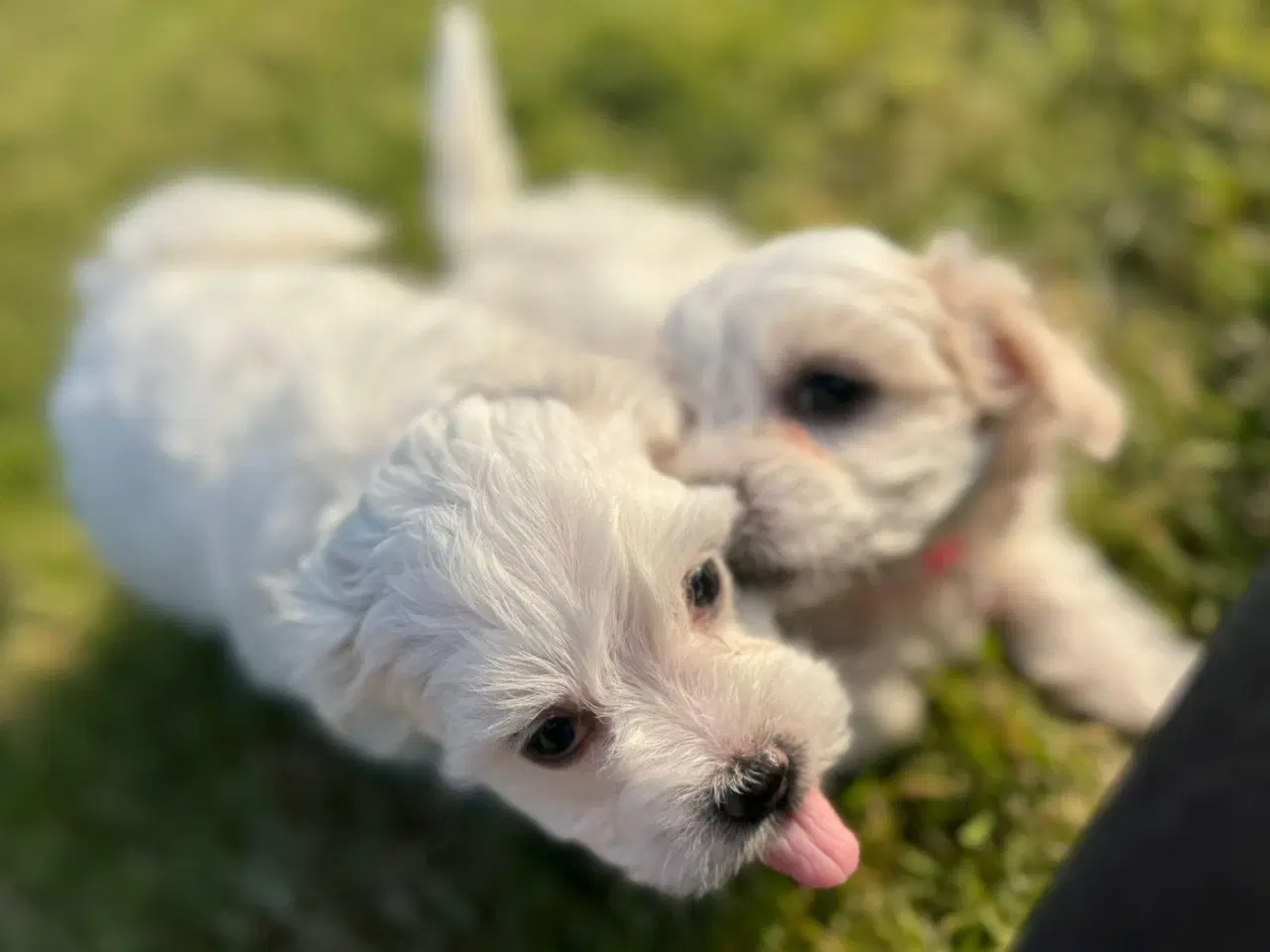Billede 6 - ✨ Bichon hvalpe ❤️