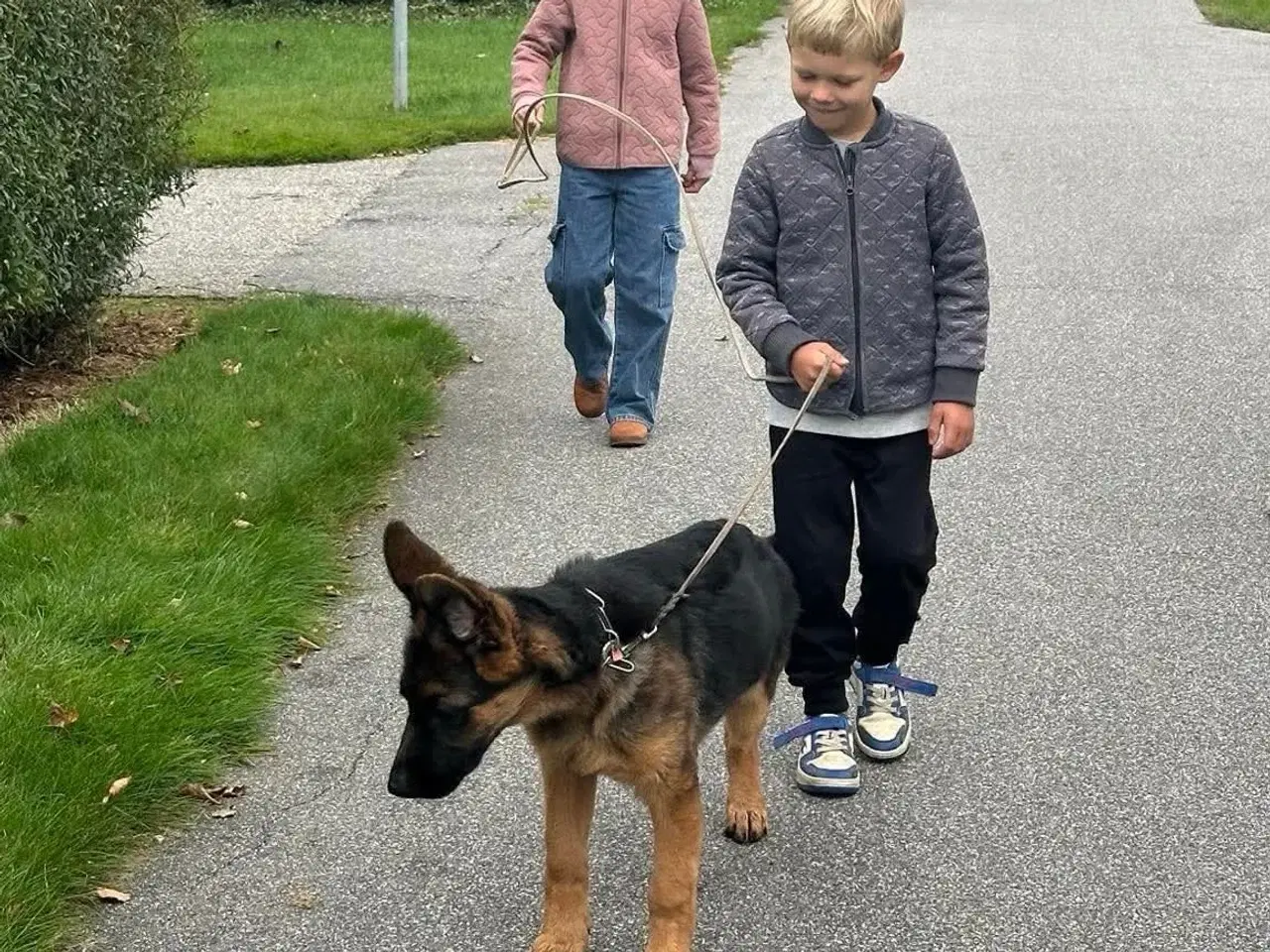 Billede 5 - Schæfer hanhvalp på 7 måneder sælges