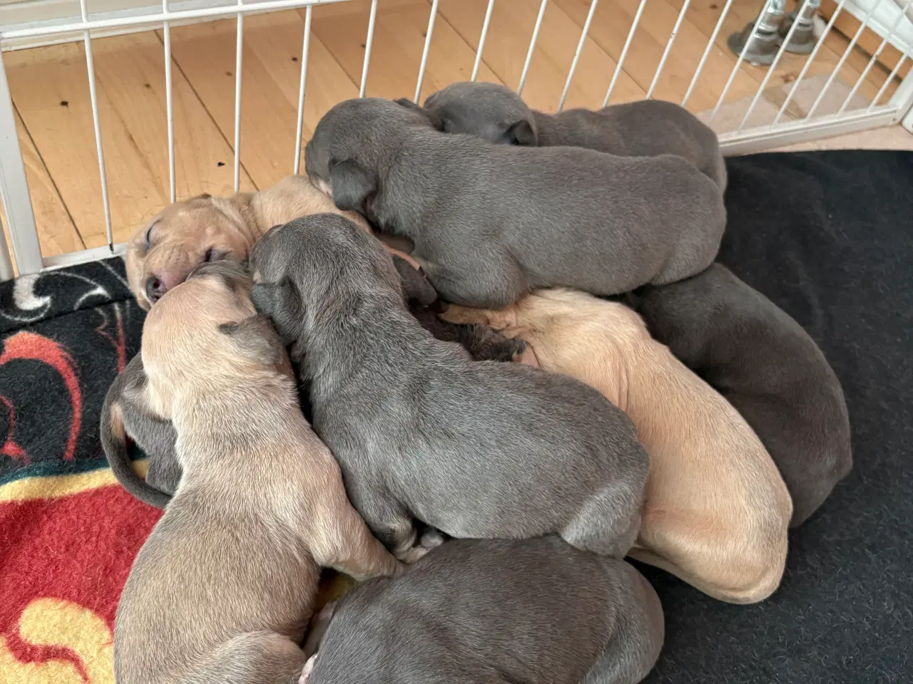 Billede 5 - American bully hvalpe 🐶 