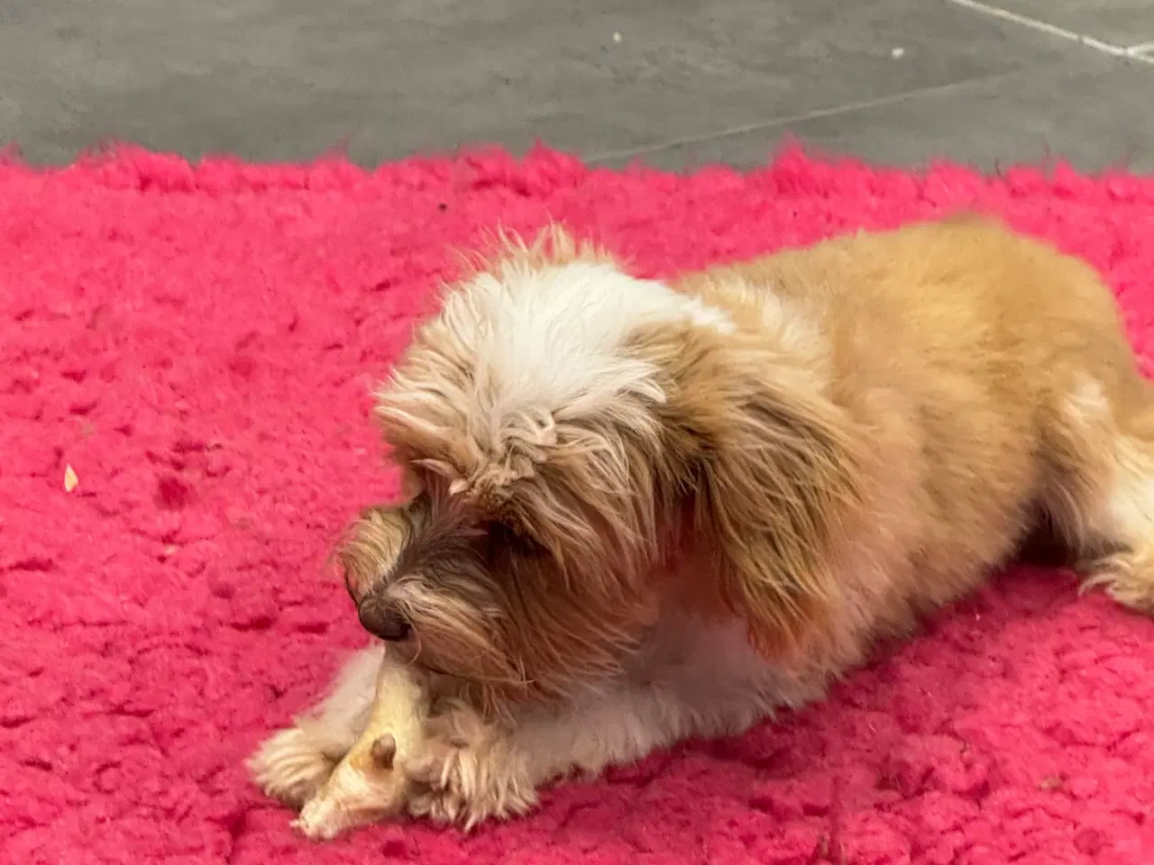 Billede 6 - Maltipoo4love 2 Smukke  drenge 