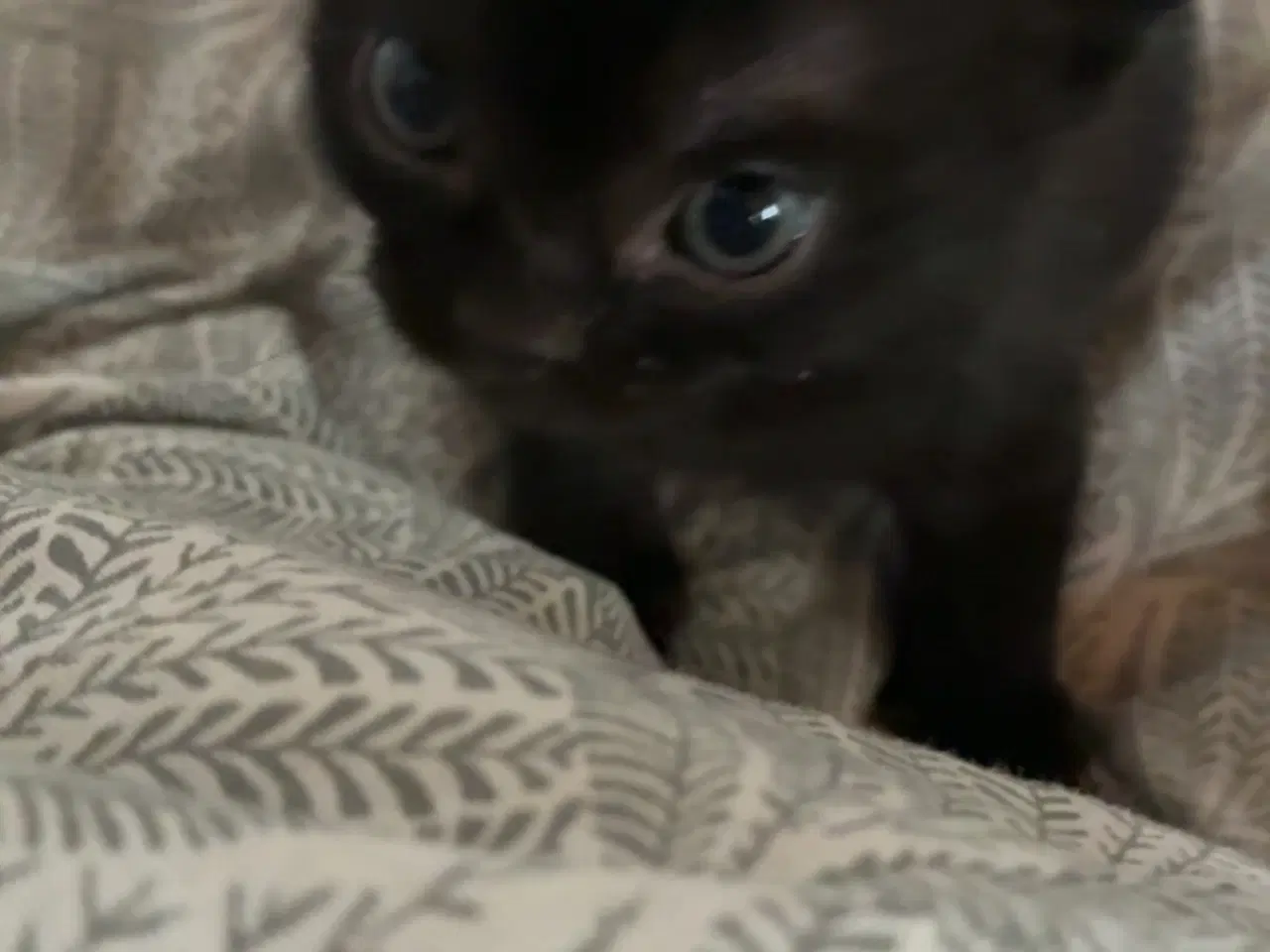 Billede 3 - British Shorthair & Indisk Bombay blandingskilling