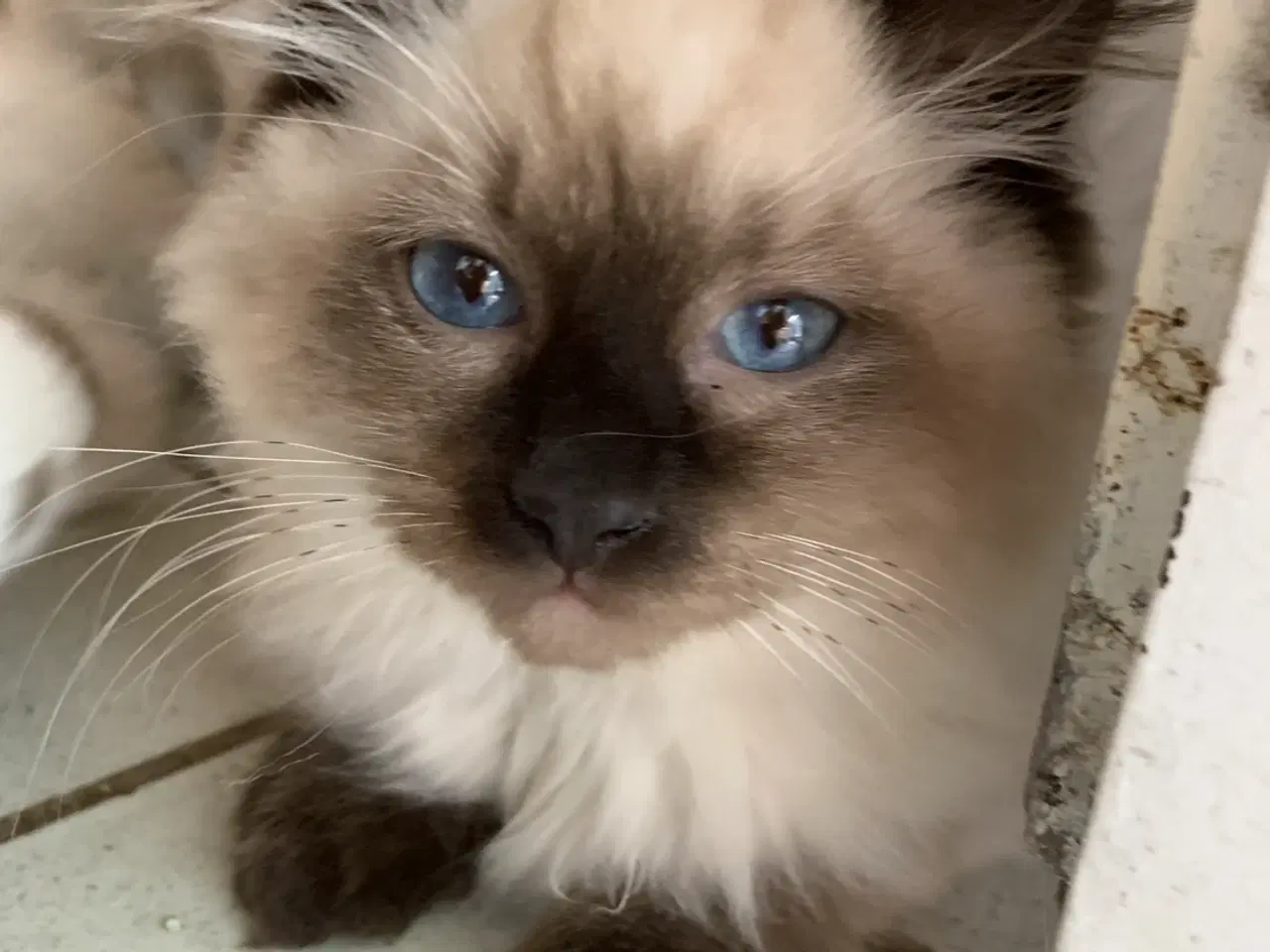 Billede 1 - Ragdoll killing- søde familievenner