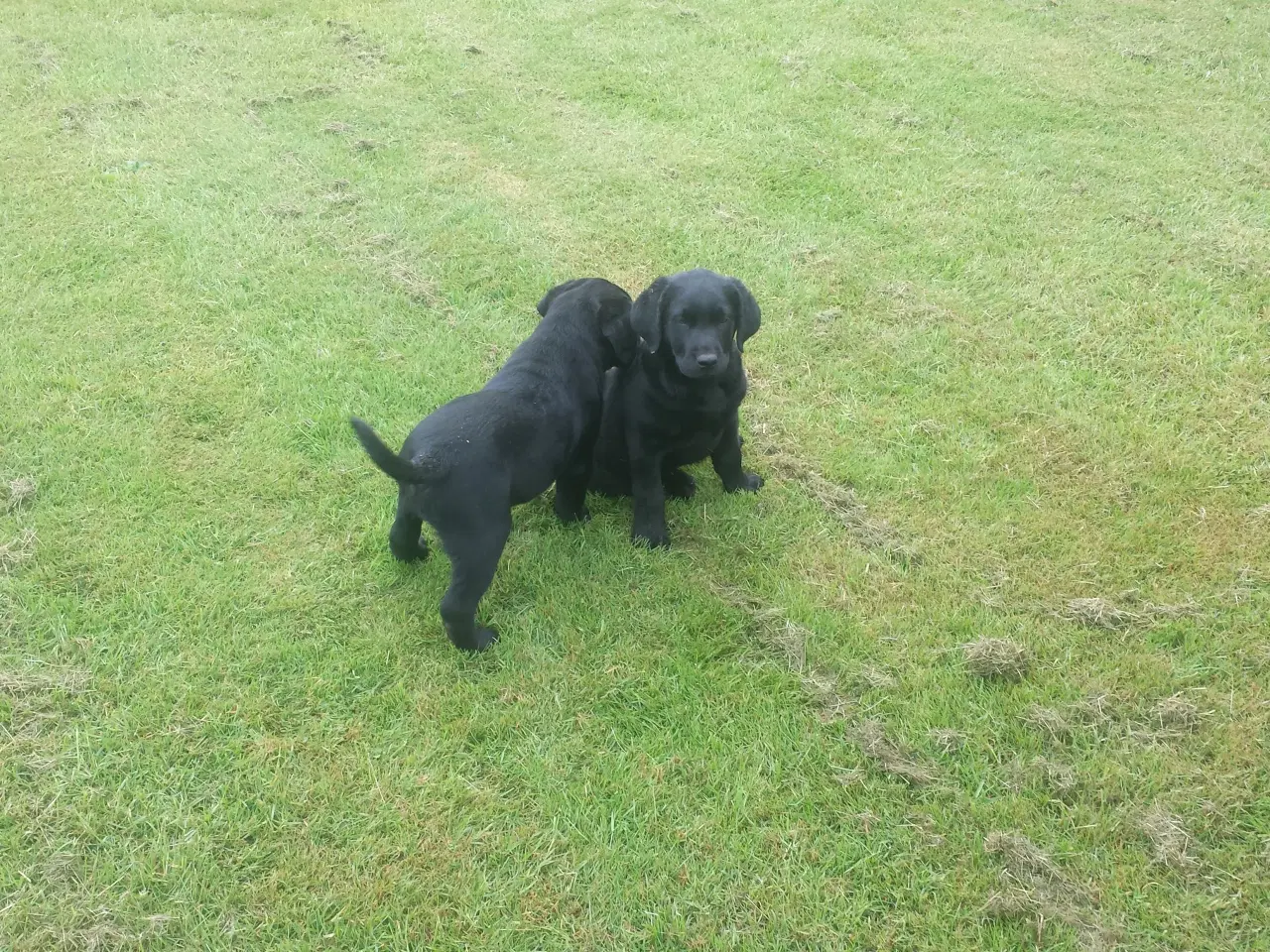 Billede 2 - 3 egte hvalpe