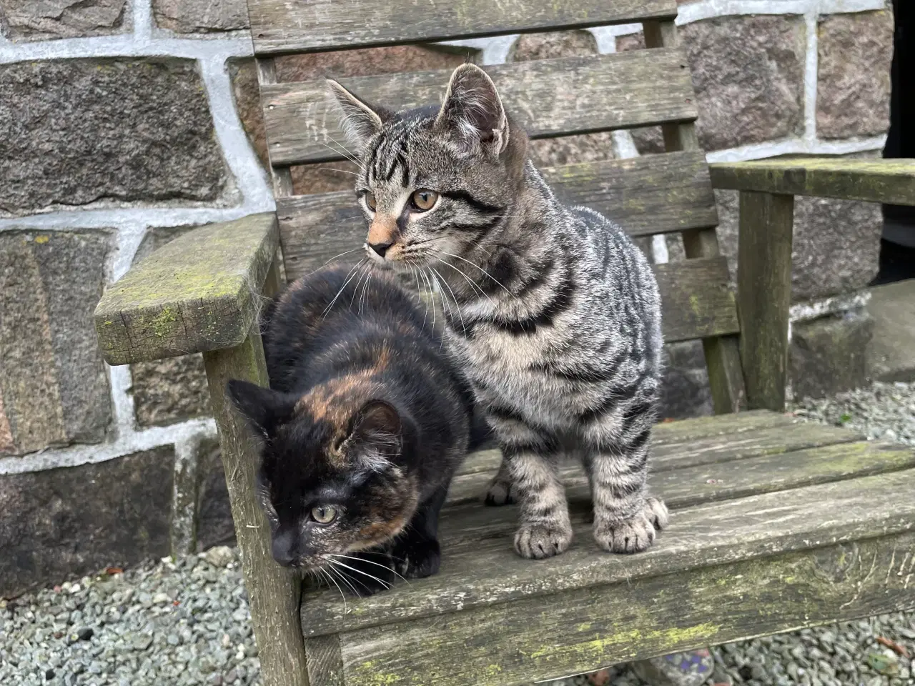 Billede 1 - 2 kattekillinger sælges samlet