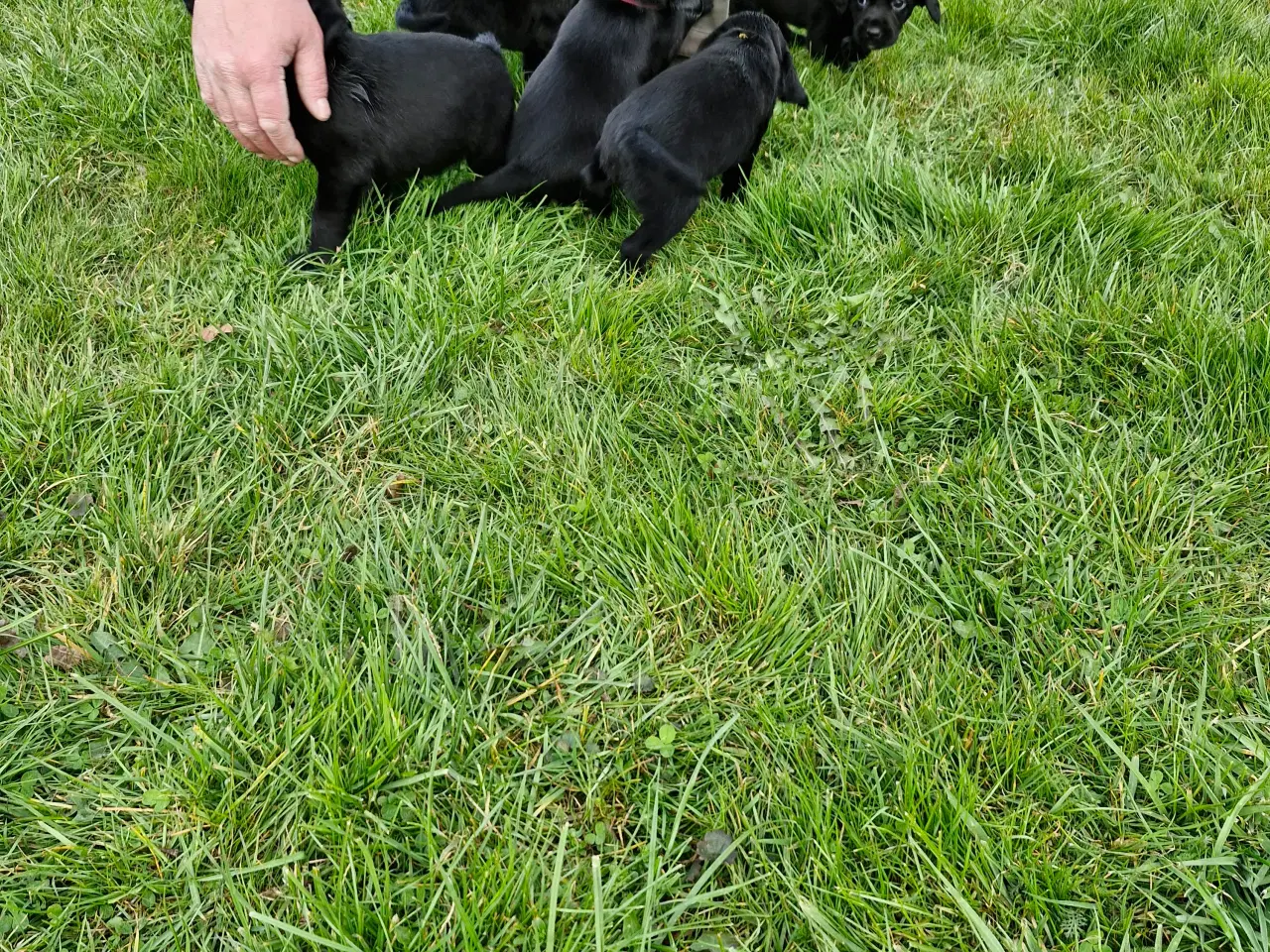 Billede 1 - Hundehvalpe Springer/Labrador blanding