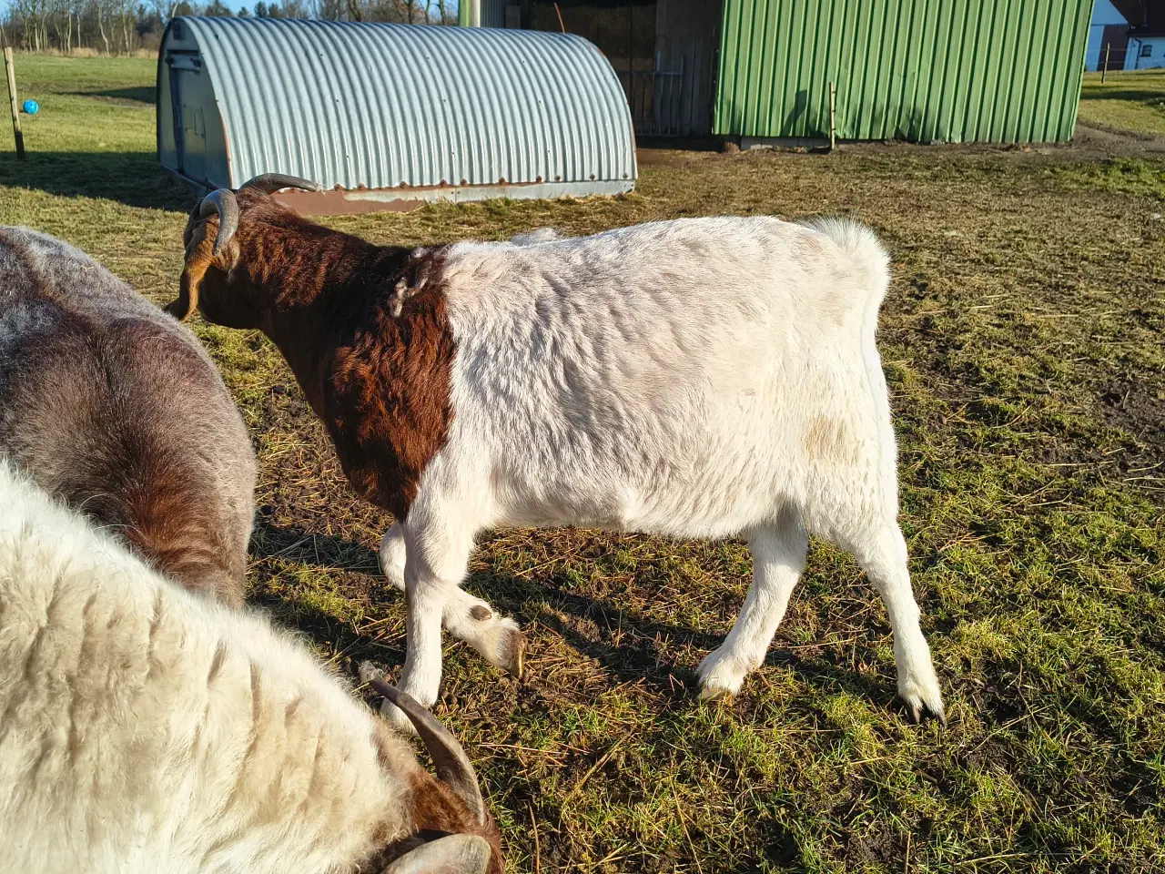 Billede 3 - 2 stk boergeder kasterater 