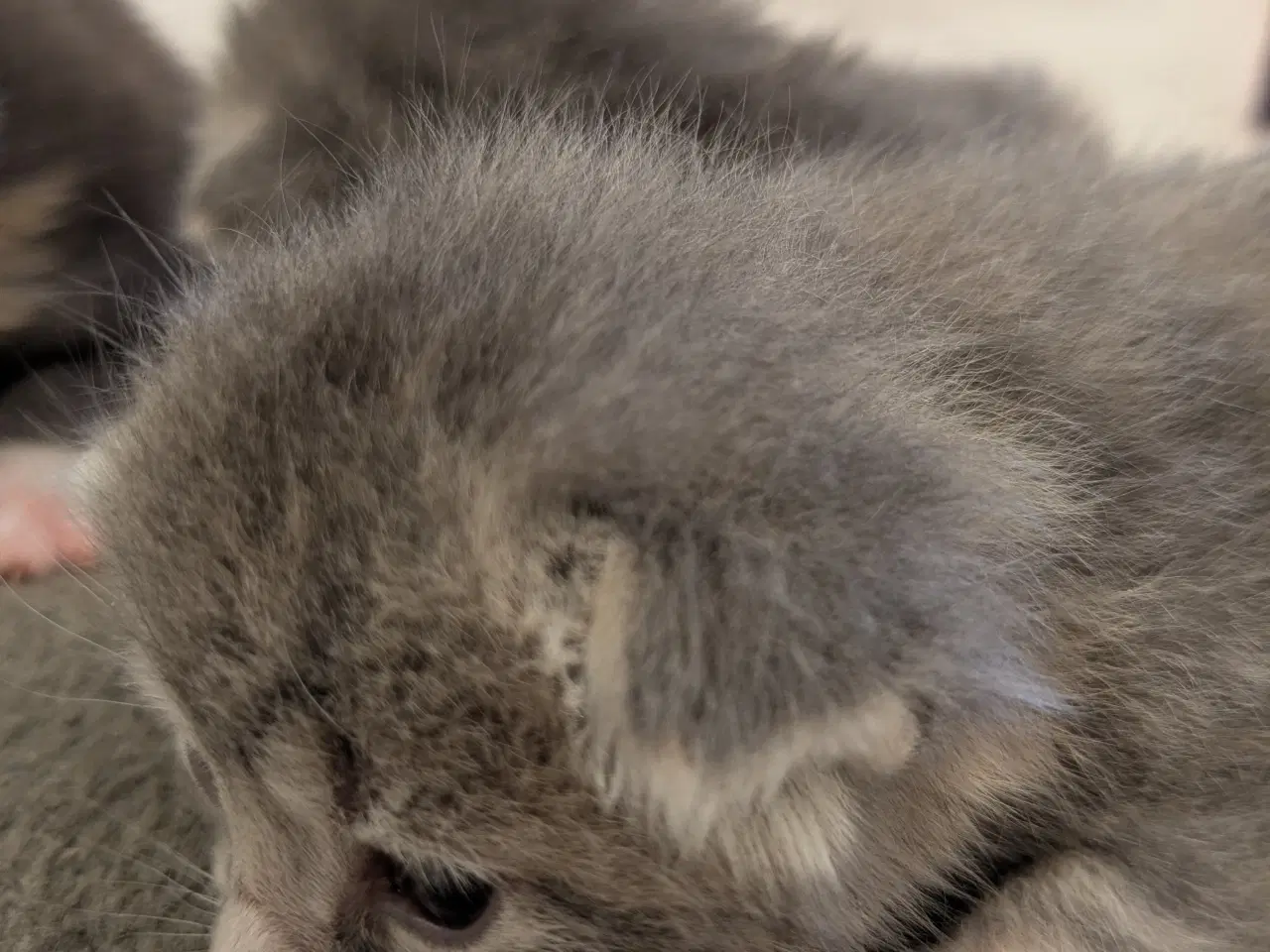 Billede 7 - Maine coon mix